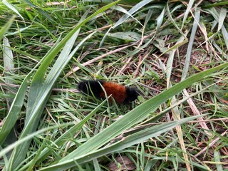 Catipiller in the grass
