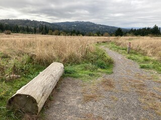 wood in the forest