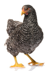 one black chicken isolated on white background, studio shoot