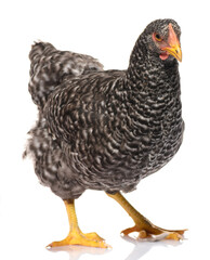 one black chicken isolated on white background, studio shoot