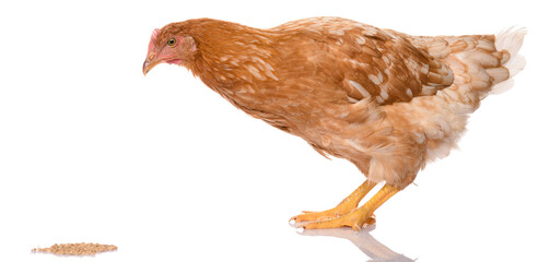 one brown chicken pecking grains, isolated on white background, studio shoot