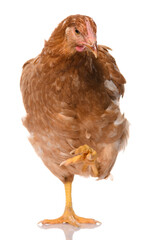 one brown chicken isolated on white background, studio shoot