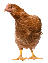 one brown chicken isolated on white background, studio shoot
