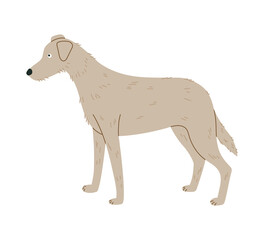 Vector illustration of beige dog isolated on white background. Hand-drawn illustration in flat design.  Suitable for dog breeds illustration, dog grooming, dog product illustrations. 