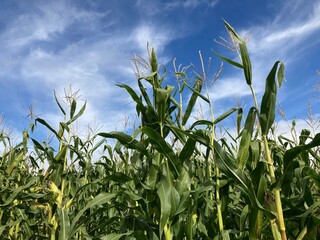 corn field against sky