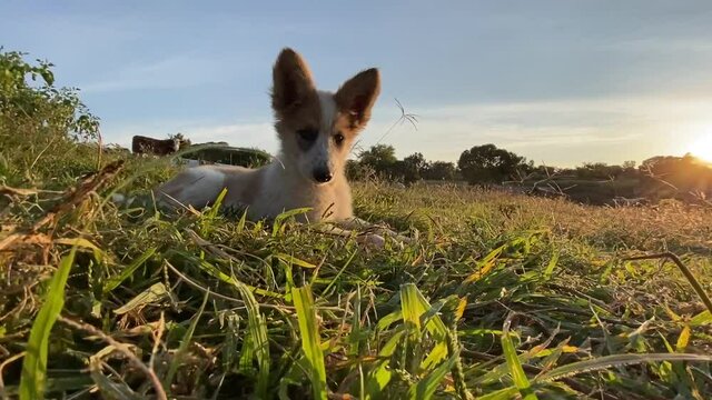 Atardecer con mascotas. 