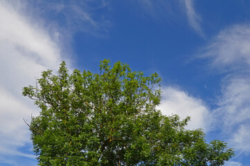 The crown of a large tree