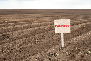 agricultural field with rows of planted potatoes and a sign with the inscription