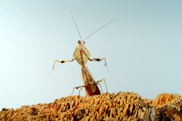 Deroplatys trigonodera mantis