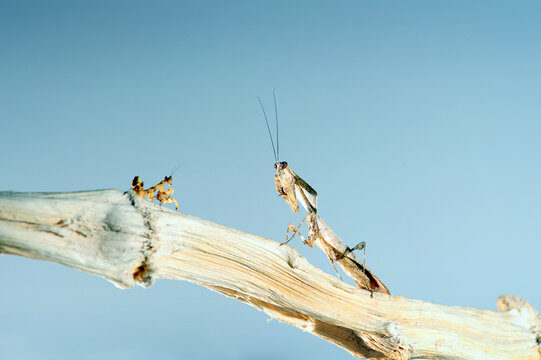 Deroplatys Trigonodera Mantis