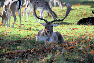 A close up of a Fallow Deer