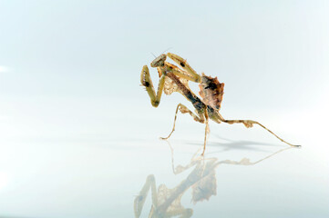 Deroplatys trigonodera mantis