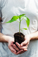 It's spring. A man holding a plant.  Seedlings in the greenhouse. Concept life. Vertical

