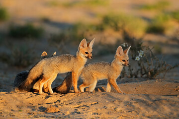 Cape foxes (Vulpes chama) at their den in early morning light, Kalahari desert, South Africa.