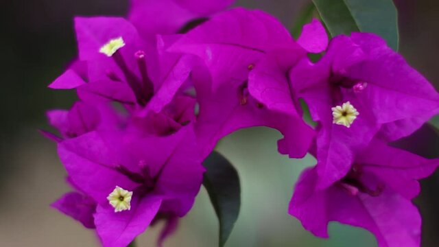 Flores moradas y  violetas