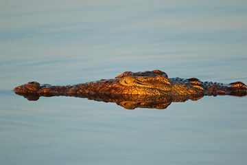 Portrait of a large Nile crocodile (Crocodylus niloticus) in water, Kruger National Park, South...