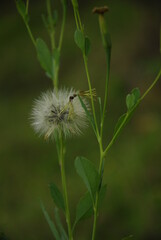 caterpillar on a leaf