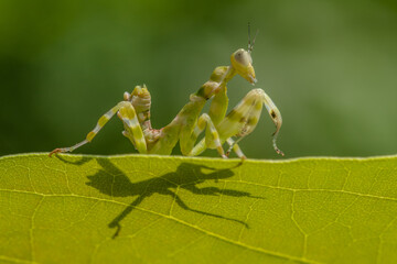 the small flower mantis