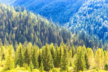 Sunny pine tree forest on blue mountain