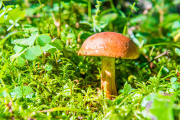 Mushroom fungus boletus in moss and green grass in forest