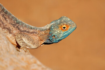Portrait of a ground agama (Agama aculeata) sitting on a rock against a blue sky, South Africa.