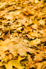 yellow maple leaves close up vertically