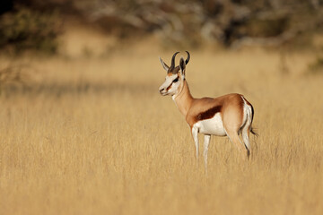 A springbok antelope (Antidorcas marsupialis) in grassland, Mokala National Park, South Africa.