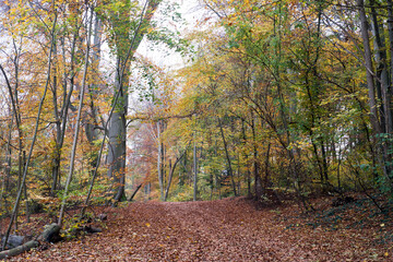 View of beautiful trees in the autumnal forest