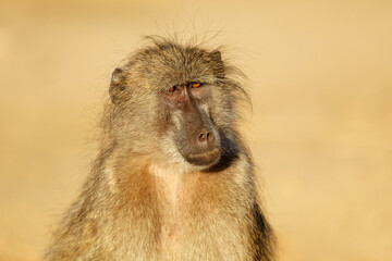 Portrait of a young chacma baboon (Papio ursinus), Kruger National Park, South Africa.