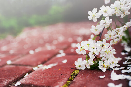 Spring. Cherry blossom. Cherry petals and flowers on a brick path on a Sunny day.Background
