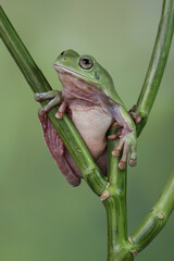 The Australian green tree frog or Ranoidea caerulea, also known as simply green tree frog in Australia, White's tree frog, or dumpy tree frog