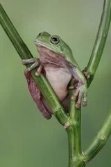 Abwaschbare Fototapete The Australian green tree frog or Ranoidea caerulea, also known as simply green tree frog in Australia, White's tree frog, or dumpy tree frog © lessysebastian