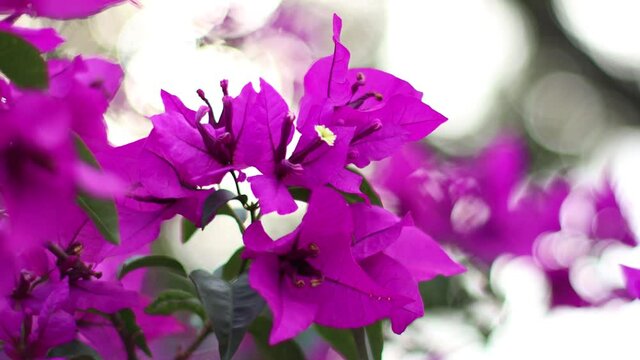 Flores moradas y  violetas