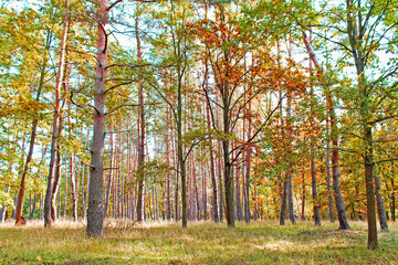 Unterwegs im bunten Herbstwald