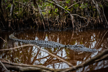 Crocodile Sleeps in Chocolate Brown Water