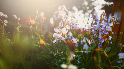 Beautiful iris flowers in the garden at sunset on the summer day.	Selected focus. Background defocused