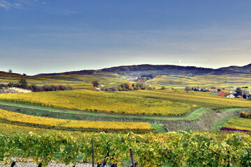 Fototapeta premium Weinberge im Herbst in Burkheim am Kaiserstuhl 