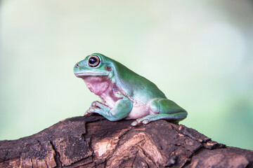 The Australian green tree frog or Ranoidea caerulea, also known as simply green tree frog in Australia, White's tree frog, or dumpy tree frog