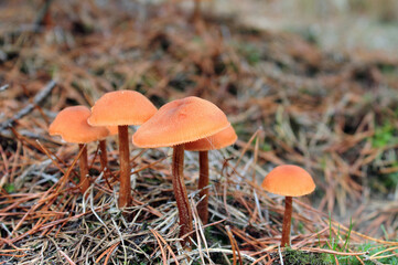 Kleine braune Pilze im Herbstwald