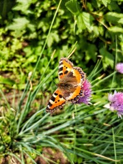 butterfly on flower