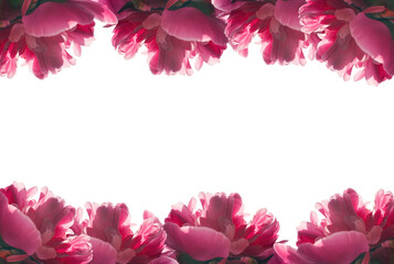  Flowers. Beautiful pink peonies on white background. Frame