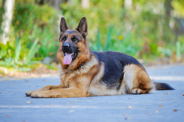 A beautiful German shepherd dog, obedient on the street, performs commands