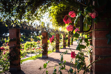 Fototapeta na wymiar Pink roses on a brick column of the rose garden promenade of Parque del Oeste in a spring day, Madrid, Spain