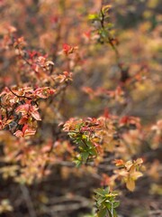 red autumn leaves