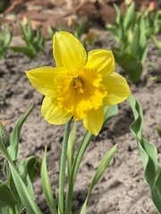 yellow daffodil flower