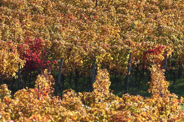 Herbstlandschaften an der Bergstraße.