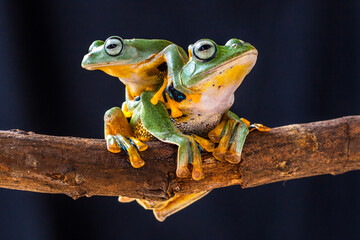 Wallace flying Frog or Rhacophorus reinwardtii