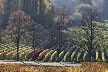 Herbstlandschaften an der Bergstraße.