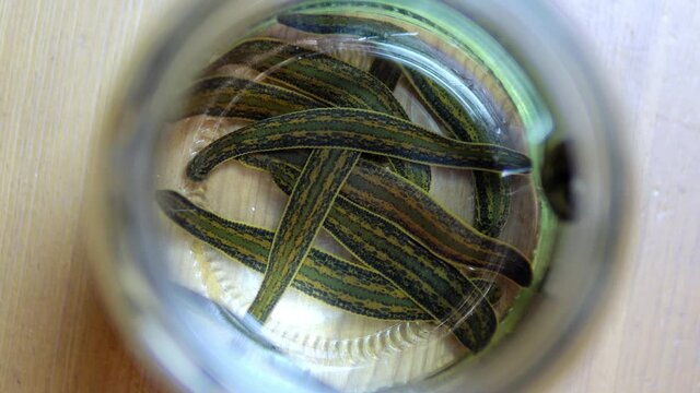 Close-up of leeches floating in a transparent glass jar with water