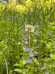 Green and violet grass and flower
